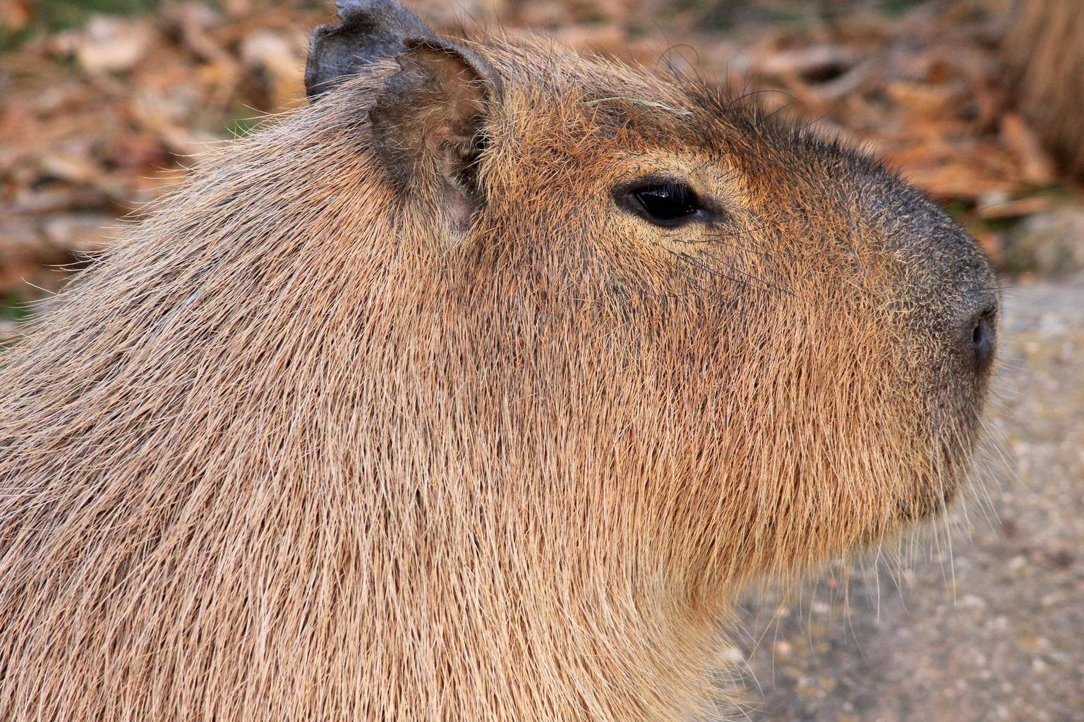 A capybara